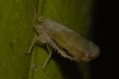 Synophropsis