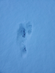 Lepus americanus
