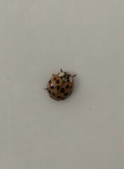 Harmonia axyridis