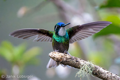 Lampornis castaneoventris