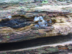 Exidia