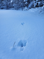 Lepus americanus