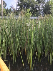 Sparganium eurycarpum