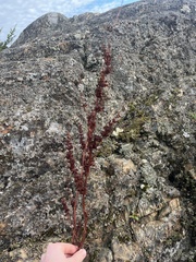 Rumex salicifolius