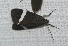 Coenotoca subaspersa