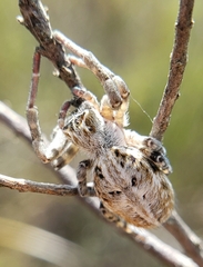 Stegodyphus dumicola