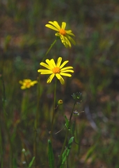 Senecio californicus californicus