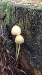 Mycena epipterygia