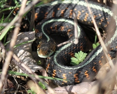 Thamnophis sirtalis concinnus