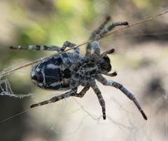 Stegodyphus dumicola