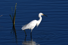 Egretta garzetta nigripes