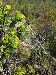 Stegodyphus dumicola