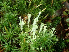 Cladonia chlorophaea