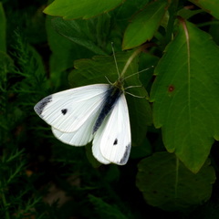 Pieris rapae