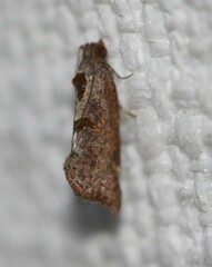 Glyphidoptera insignana