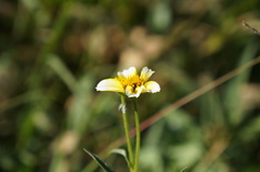 Bidens aurea