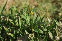 Bidens aurea
