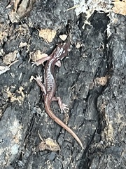 Aneides lugubris