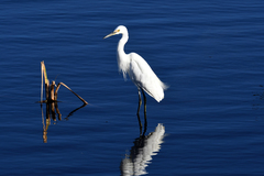 Egretta garzetta nigripes
