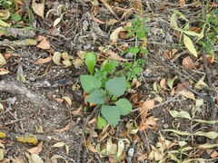 Carduus pycnocephalus