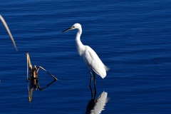 Egretta garzetta nigripes