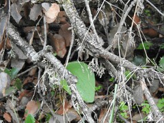Doronicum plantagineum