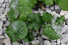 Neoerysiphe galeopsidis