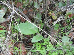 Doronicum plantagineum