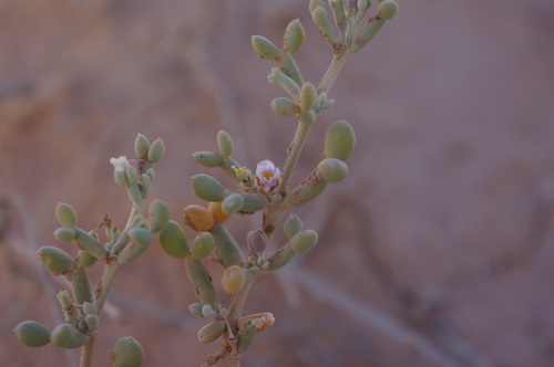 Tetraena gaetula
