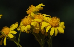 Senecio flaccidus monoensis