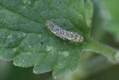 Eupteryx decemnotata