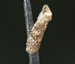 Hypsipyla robusta