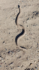 Bothrops ammodytoides