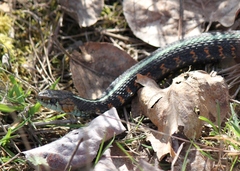 Thamnophis sirtalis concinnus