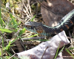 Thamnophis sirtalis concinnus