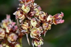 Juncus acutus acutus