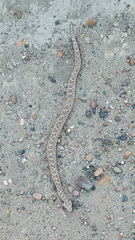 Bothrops ammodytoides