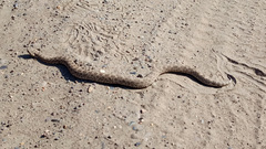 Bothrops ammodytoides