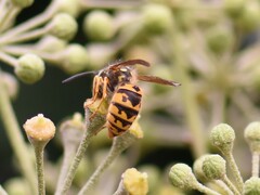 Vespula germanica