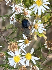 Chrysomya rufifacies