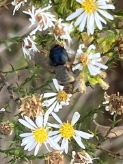 Chrysomya rufifacies