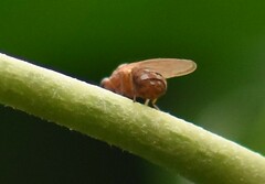 Lauxaniidae