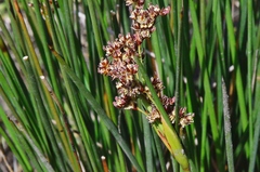 Juncus acutus acutus