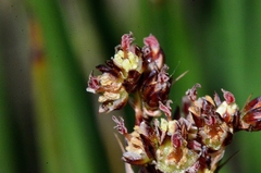 Juncus acutus acutus