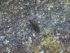 Trichoceridae
