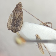 Phytocoris minituberculatus