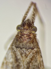 Phytocoris minituberculatus