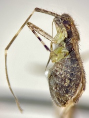 Phytocoris minituberculatus