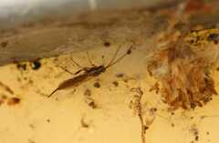 Tromatobia lineatoria