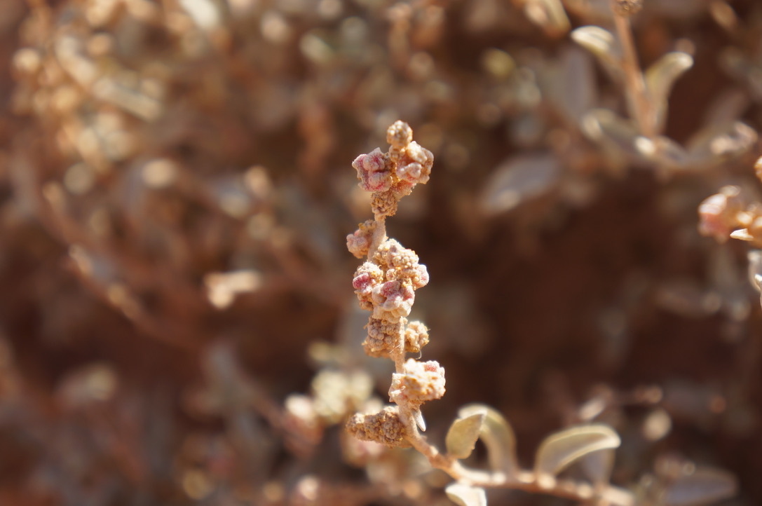 Atriplex malvana